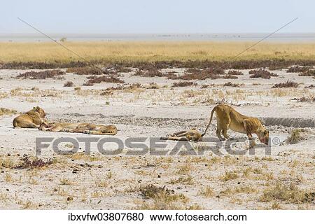 "Lioness (Panthera leo) drinking at a waterhole on the edge of the Etosha Pan, Etosha National Park, Namibia, Africa" View Large Photo Image Stock Image - "Lioness (Panthera leo) drinking at a waterhole on the edge of the Etosha Pan, Etosha National Park, Namibia, Africa". Fotosearch