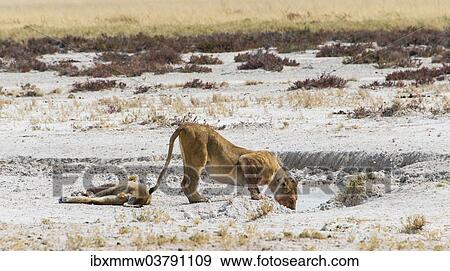 "Lioness (Panthera leo) drinking at a waterhole in the Etosha Pan, Etosha National Park, Namibia, Africa" View Large Photo Image Stock Photo - "Lioness (Panthera leo) drinking at a waterhole in the Etosha Pan, Etosha National Park, Namibia, Africa". Fotosearch