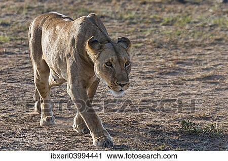 "Lioness (Panthera leo), foraging, Maasai Mara, Kenya, Africa" View Large Photo Image Stock Image - "Lioness (Panthera leo), foraging, Maasai Mara, Kenya, Africa". Fotosearch