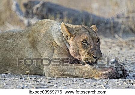 "Lioness (Panthera leo) growling while lying down, Etosha National Park, Namibia, Africa" View Large Photo Image Stock Photograph - "Lioness (Panthera leo) growling while lying down, Etosha National Park, Namibia, Africa". Fotosearch