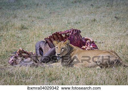 "Lioness (Panthera leo) guarding a killed and half-eaten Cape buffalo (Syncerus caffer), Okavango Delta, Botswana, Africa" View Large Photo Image Stock Image - "Lioness (Panthera leo) guarding a killed and half-eaten Cape buffalo (Syncerus caffer), Okavango Delta, Botswana, Africa". Fotosearch