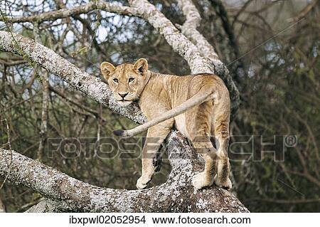 "Lioness (Panthera leo) in a tree, Serengeti, Tanzania, Africa" View Large Photo Image Picture - "Lioness (Panthera leo) in a tree, Serengeti, Tanzania, Africa". Fotosearch