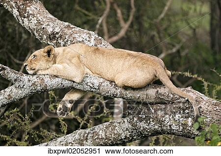 Stock Image - "Lioness (Panthera leo) in a tree, Serengeti, Tanzania, Africa". Fotosearch