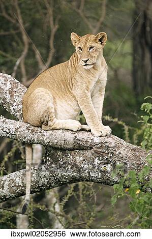 Stock Photograph - "Lioness (Panthera leo) in a tree, Serengeti, Tanzania, Africa". Fotosearch
