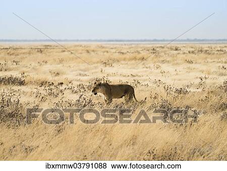"Lioness (Panthera leo) in steppe, Etosha National Park, Namibia, Africa" View Large Photo Image Stock Photo - "Lioness (Panthera leo) in steppe, Etosha National Park, Namibia, Africa". Fotosearch
