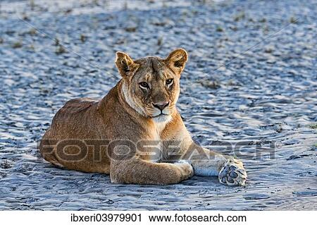 "Lioness (Panthera leo) in the evening light, Tanzania, Africa" View Large Photo Image Stock Image - "Lioness (Panthera leo) in the evening light, Tanzania, Africa". Fotosearch