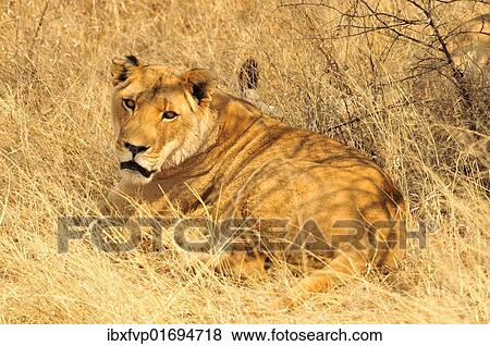 Stock Photo - "Lioness (Panthera leo) in the high grass of the Etosha National Park, Namibia, Africa". Fotosearch