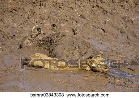 "Lioness (Panthera leo) is sinking in the mud alongside dead Cape buffalo (Syncerus caffer), South Luangwa, Zambia, Africa" View Large Photo Image Stock Photo - "Lioness (Panthera leo) is sinking in the mud alongside dead Cape buffalo (Syncerus caffer), South Luangwa, Zambia, Africa". Fotosearch