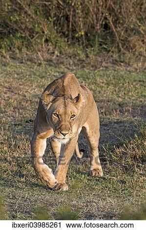 "Lioness (Panthera leo), Maasai Mara, Kenya, Africa" View Large Photo Image Stock Image - "Lioness (Panthera leo), Maasai Mara, Kenya, Africa". Fotosearch