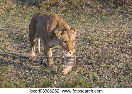 Stock Image - "Lioness (Panthera leo), Maasai Mara, Kenya, Africa". Fotosearch