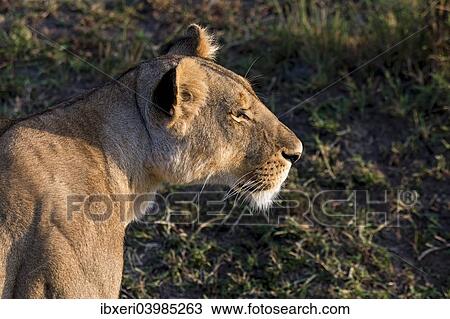 Stock Image - "Lioness (Panthera leo), Maasai Mara, Kenya, Africa". Fotosearch