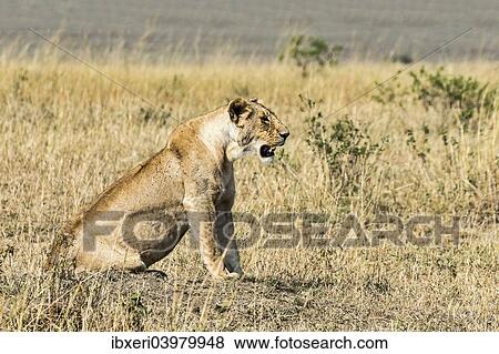 "Lioness (Panthera leo), Maasai Mara, Kenya,, Africa" View Large Photo Image Stock Photo - "Lioness (Panthera leo), Maasai Mara, Kenya,, Africa". Fotosearch