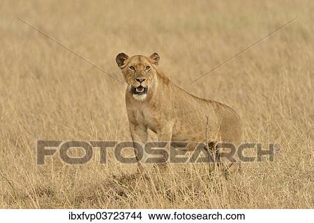"Lioness (Panthera Leo), Massai Mara, Rift Valley Province, Kenya, Africa" View Large Photo Image Picture - "Lioness (Panthera Leo), Massai Mara, Rift Valley Province, Kenya, Africa". Fotosearch