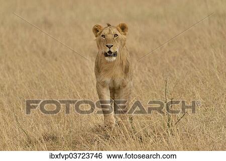 "Lioness (Panthera leo), Massai Mara, Rift Valley Province, Kenya, Africa" View Large Photo Image Stock Photograph - "Lioness (Panthera leo), Massai Mara, Rift Valley Province, Kenya, Africa". Fotosearch