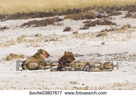Stock Photo - "Lioness (Panthera leo) on the edge of the Etosha Pan, Etosha National Park, Namibia, Africa". Fotosearch