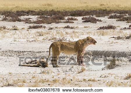 "Lioness (Panthera leo) on the edge of the Etosha Pan, Etosha National Park, Namibia, Africa" View Large Photo Image Stock Photo - "Lioness (Panthera leo) on the edge of the Etosha Pan, Etosha National Park, Namibia, Africa". Fotosearch