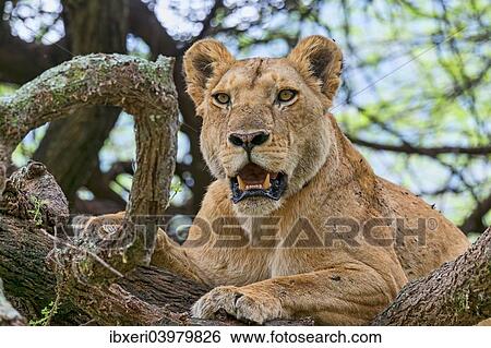 "Lioness (Panthera leo) on tree, Tanzania, Africa" View Large Photo Image Stock Photograph - "Lioness (Panthera leo) on tree, Tanzania, Africa". Fotosearch