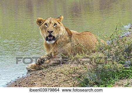 "Lioness (Panthera leo) on water, Serengeti, Tanzania, Africa" View Large Photo Image Picture - "Lioness (Panthera leo) on water, Serengeti, Tanzania, Africa". Fotosearch