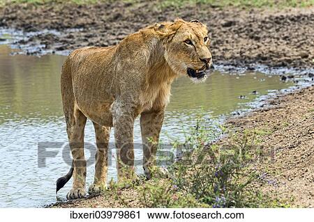 "Lioness (Panthera leo) on water, Serengeti, Tanzania, Africa" View Large Photo Image Stock Image - "Lioness (Panthera leo) on water, Serengeti, Tanzania, Africa". Fotosearch