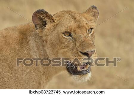 "Lioness (Panthera leo), portrait, Massai Mara, Rift Valley Province, Kenya, Africa" View Large Photo Image Stock Photography - "Lioness (Panthera leo), portrait, Massai Mara, Rift Valley Province, Kenya, Africa". Fotosearch