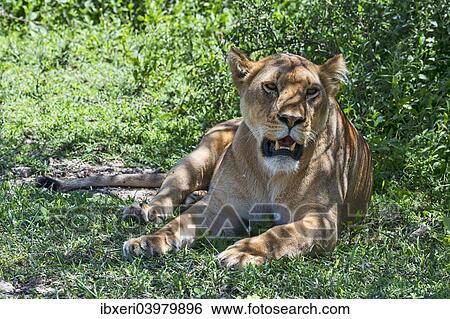 "Lioness (Panthera leo) resting in the shade, Tanzania, Africa" View Large Photo Image Stock Photograph - "Lioness (Panthera leo) resting in the shade, Tanzania, Africa". Fotosearch