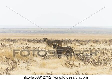 "Lioness (Panthera leo) standing in the steppe, Etosha National Park, Namibia, Africa" View Large Photo Image Stock Image - "Lioness (Panthera leo) standing in the steppe, Etosha National Park, Namibia, Africa". Fotosearch