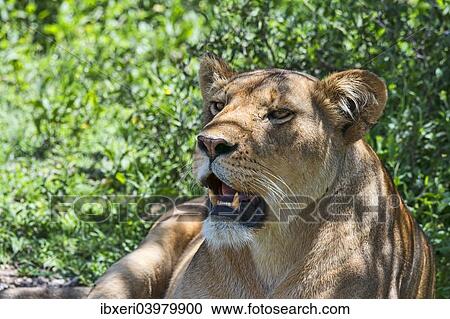 Stock Image - "Lioness (Panthera leo), Tanzania, Africa". Fotosearch