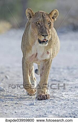 "Lioness (Panthera leo), walking, Etosha National Park, Namibia, Africa" View Large Photo Image Stock Image - "Lioness (Panthera leo), walking, Etosha National Park, Namibia, Africa". Fotosearch