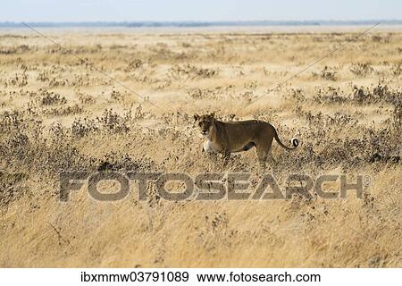 Stock Photo - "Lioness (Panthera leo) with cubs in steppe, Etosha National Park, Namibia, Africa". Fotosearch