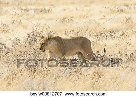 "Lioness (Panthera leo) with cubs walking through steppe, Etosha National Park, Namibia, Africa" View Large Photo Image Stock Photo - "Lioness (Panthera leo) with cubs walking through steppe, Etosha National Park, Namibia, Africa". Fotosearch