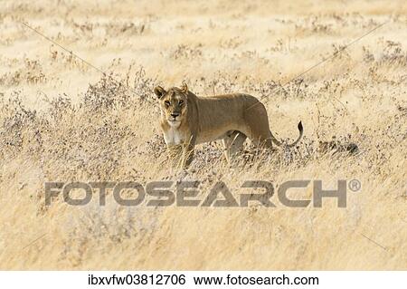 Stock Photograph - "Lioness (Panthera leo) with cubs walking through steppe, Etosha National Park, Namibia, Africa". Fotosearch