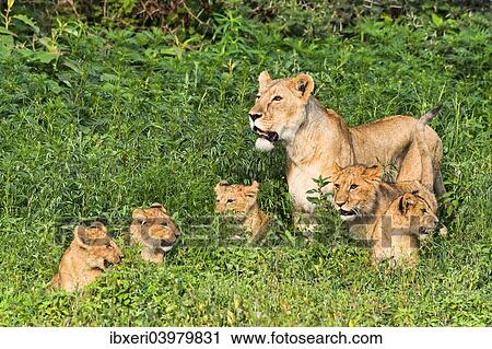 "Lioness (Panthera leo) with her cubs, Ngorongoro Crater, Tanzania, Africa" View Large Photo Image Stock Image - "Lioness (Panthera leo) with her cubs, Ngorongoro Crater, Tanzania, Africa". Fotosearch