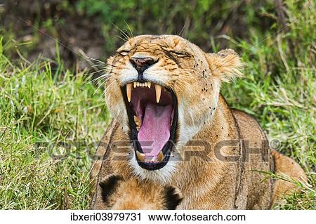 Stock Image - "Lioness (Panthera leo) yawning, Maasai Mara, Kenya, Africa". Fotosearch
