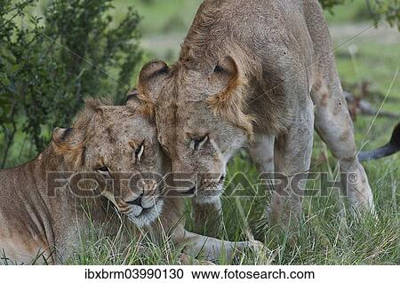 "Lionesses (Panthera leo) greeting each other, Maasai Mara, Kenya, Africa" View Large Photo Image Stock Image - "Lionesses (Panthera leo) greeting each other, Maasai Mara, Kenya, Africa". Fotosearch