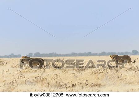 "Lionesses (Panthera leo) walking through steppe, Etosha National Park, Namibia, Africa" View Large Photo Image Stock Photography - "Lionesses (Panthera leo) walking through steppe, Etosha National Park, Namibia, Africa". Fotosearch