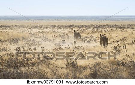 "Lionesses (Panthera leo) with cubs running through the steppe, Etosha National Park, Namibia, Africa" View Large Photo Image Stock Image - "Lionesses (Panthera leo) with cubs running through the steppe, Etosha National Park, Namibia, Africa". Fotosearch