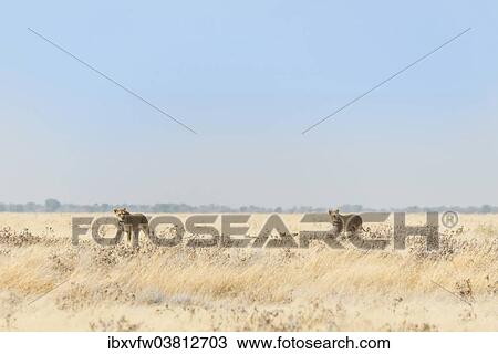 "Lionesses (Panthera leo) with cubs walking through steppe, Etosha National Park, Namibia, Africa" View Large Photo Image Stock Image - "Lionesses (Panthera leo) with cubs walking through steppe, Etosha National Park, Namibia, Africa". Fotosearch