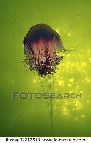 "Lion's Mane Jellyfish (Cyanea capillata), Kareliya, Russia, White Sea, Arctic, Europe" View Large Photo Image Stock Image - "Lion's Mane Jellyfish (Cyanea capillata), Kareliya, Russia, White Sea, Arctic, Europe". Fotosearch