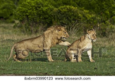 "Lions (Panthera leo), adult couple before mating, Maasai Mara, Kenya, Africa" View Large Photo Image Stock Image - "Lions (Panthera leo), adult couple before mating, Maasai Mara, Kenya, Africa". Fotosearch