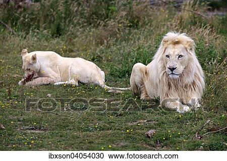 "Lions (Panthera leo), adult pair, white lions, colour mutation, female feeding, native to Africa, captive, England, United Kingdom, Europe" View Large Photo Image Stock Image - "Lions (Panthera leo), adult pair, white lions, colour mutation, female feeding, native to Africa, captive, England, United Kingdom, Europe". Fotosearch