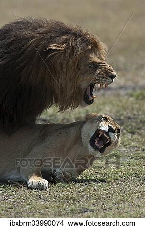 "Lions (Panthera leo), couple mating, Maasai Mara, Kenya, Africa" View Large Photo Image Picture - "Lions (Panthera leo), couple mating, Maasai Mara, Kenya, Africa". Fotosearch