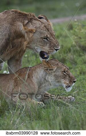Stock Photo - "Lions (Panthera leo), couple mating, Maasai Mara, Kenya, Africa". Fotosearch