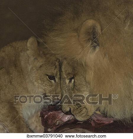 Stock Image - "Lions (Panthera leo) feeding, Namibia, Africa". Fotosearch