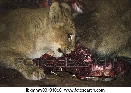 "Lions (Panthera leo) feeding, Namibia, Africa" View Large Photo Image Stock Image - "Lions (Panthera leo) feeding, Namibia, Africa". Fotosearch