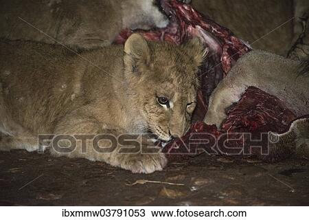 Stock Image - "Lions (Panthera leo) feeding, Namibia, Africa". Fotosearch