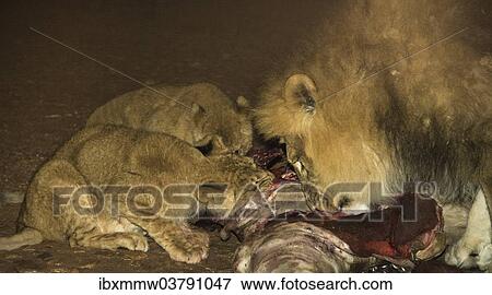 "Lions (Panthera leo) feeding, Namibia, Africa" View Large Photo Image Stock Photo - "Lions (Panthera leo) feeding, Namibia, Africa". Fotosearch