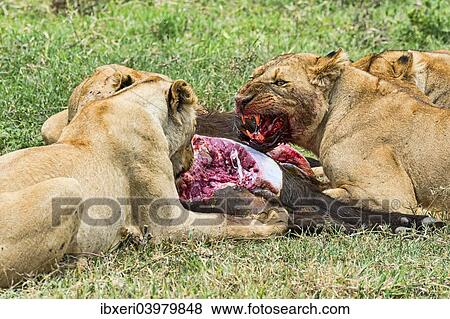 "Lions (Panthera leo) feeding on the hunted prey, Ngorongoro Crater, Tanzania, Africa" View Large Photo Image Stock Photo - "Lions (Panthera leo) feeding on the hunted prey, Ngorongoro Crater, Tanzania, Africa". Fotosearch