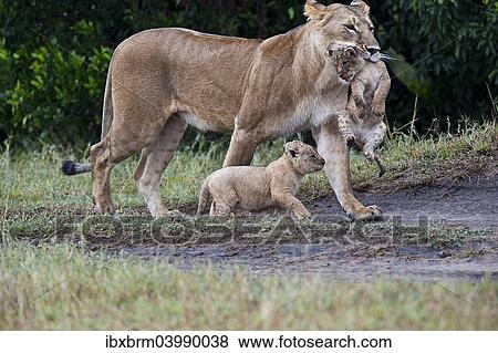 "Lions (Panthera leo), lioness carrying disabled cub, the other one marching along briskly, Maasai Mara, Kenya, Africa" View Large Photo Image Stock Photo - "Lions (Panthera leo), lioness carrying disabled cub, the other one marching along briskly, Maasai Mara, Kenya, Africa". Fotosearch