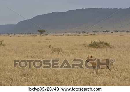 "Lions (Panthera leo), lionesses hunting, Massai Mara, Rift Valley Province, Kenya, Africa" View Large Photo Image Stock Image - "Lions (Panthera leo), lionesses hunting, Massai Mara, Rift Valley Province, Kenya, Africa". Fotosearch