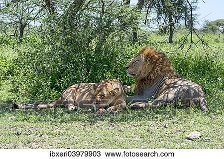 "Lions (Panthera leo), male and female resting in the shade, Ndutu, Tanzania, Africa" View Large Photo Image Stock Image - "Lions (Panthera leo), male and female resting in the shade, Ndutu, Tanzania, Africa". Fotosearch